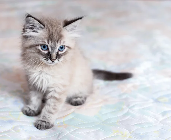 ネヴァ マスカレード子猫 — ストック写真