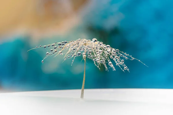 Gotas Rocío Una Semilla Diente León —  Fotos de Stock