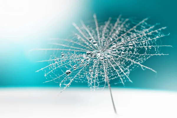 Dew Drops Dandelion Seed — Stock Photo, Image