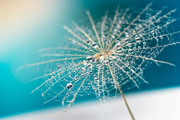 Dew Drops Dandelion Seed — Stock Photo, Image