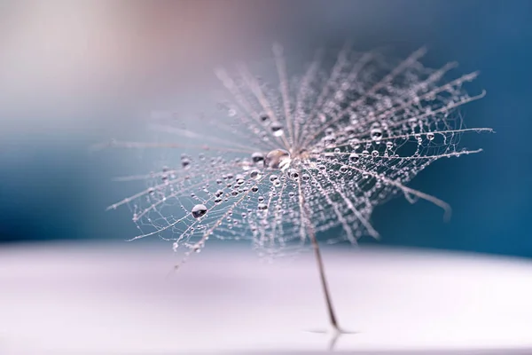 Dew Drops Dandelion Seed — Stock Photo, Image