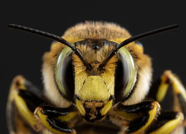 Abeja Primer Plano Sobre Fondo Oscuro —  Fotos de Stock