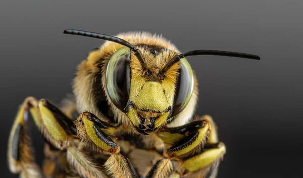 Bij Close Een Donkere Achtergrond — Stockfoto