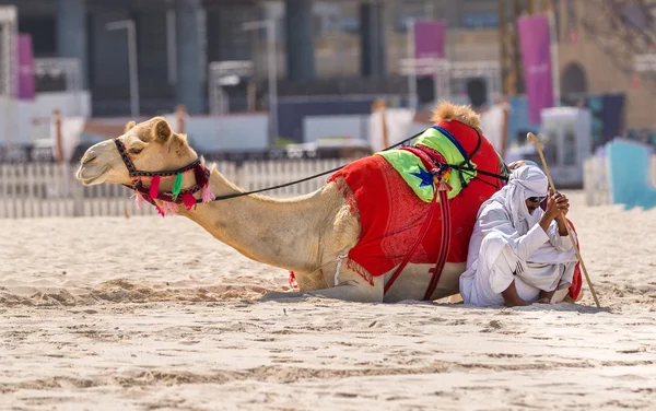 Dubai, Förenade Arabemiraten - 11 oktober: Beduin med kameler på stranden vid Jum — Stockfoto