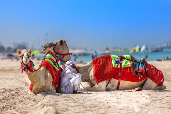 Dubai, Förenade Arabemiraten - 11 oktober: Beduin med kameler på stranden vid Jum — Stockfoto