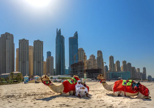Dubai, Zjednoczone Emiraty Arabskie - 11 października: Beduin z wielbłądów na plaży Jum — Zdjęcie stockowe