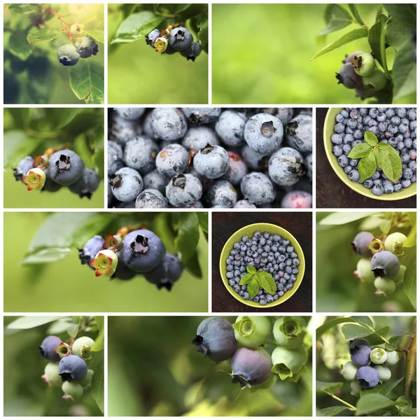 Collage of fresh blueberries — Stock Photo, Image