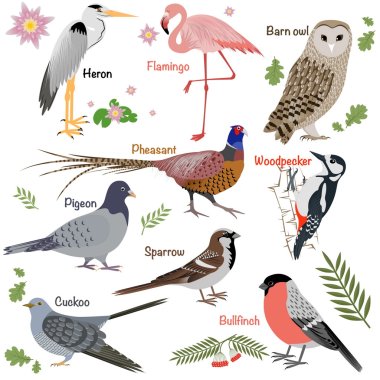 Realistic birds collection clipart