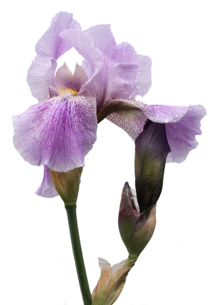 Violet szivárványhártya virág — Stock Fotó