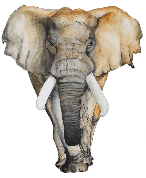 Acuarela dibujada a mano Elefante — Foto de Stock
