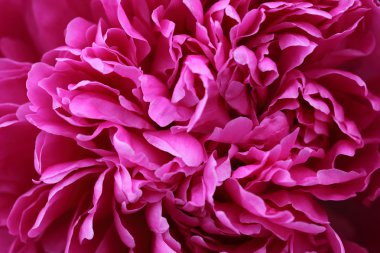 Mor şakayık çiçekleri