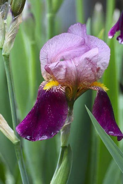 Menekşe iris çiçeği