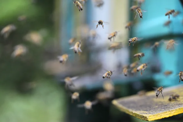 Bees at beehive — Stock Photo, Image