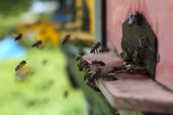 Bees at beehive — Stock Photo, Image