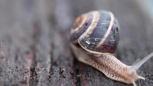 Escargot rampant sur le bois .