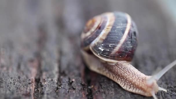 Snigel kryper på trä. — Stockvideo