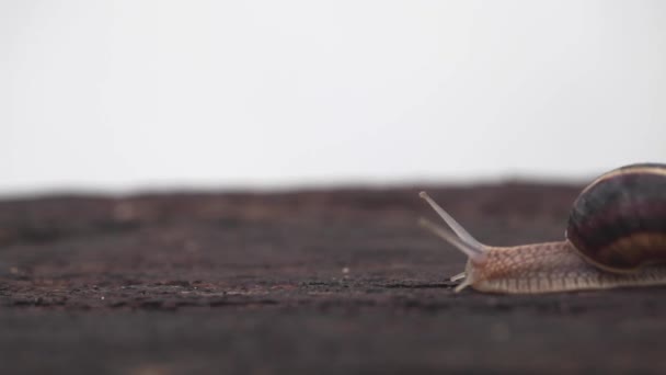 Caracol arrastrándose sobre madera . — Vídeo de stock