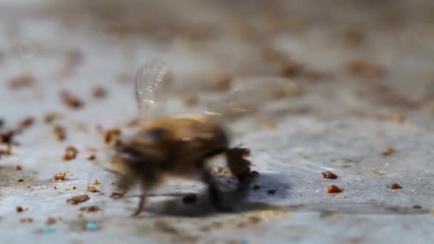 蜜蜂采集蜡 — 图库视频影像