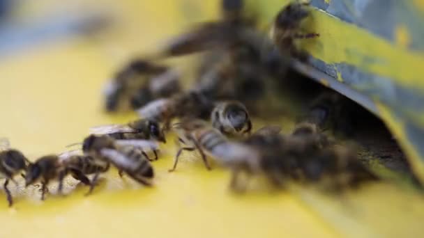 Abejas volando en una colmena — Vídeo de stock