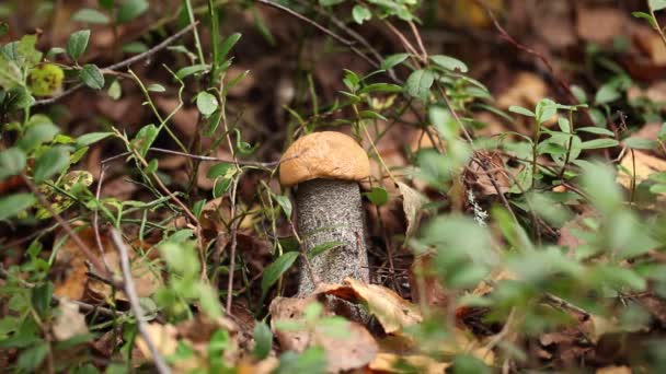 Pilze sammeln im Wald — Stockvideo