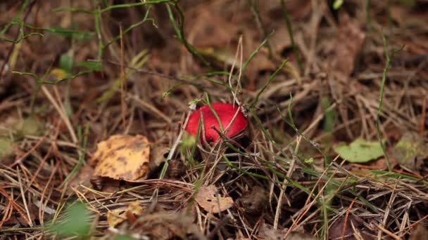 Pilze sammeln im Wald — Stockvideo