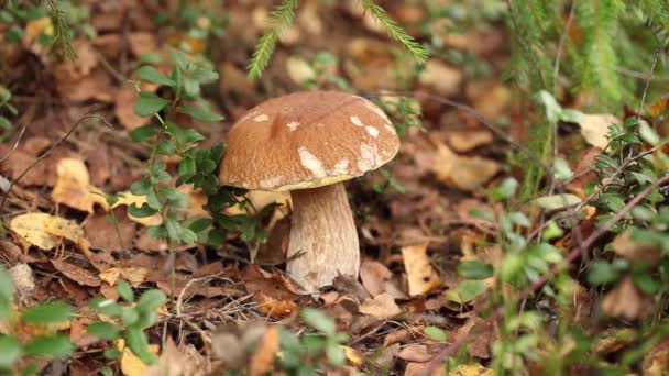 Cueillette de champignons dans la forêt — Video