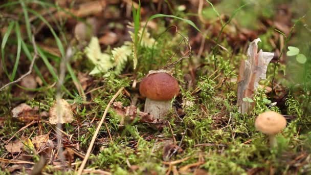 Збирання грибів у лісі — стокове відео