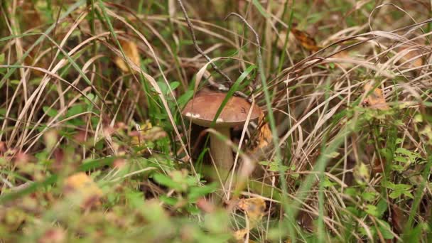 Cueillette de champignons dans la forêt — Video