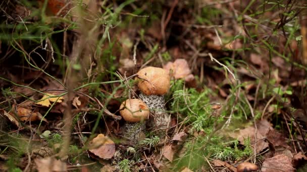 숲에서 버섯을 따는 모습 — 비디오
