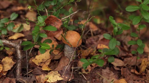 Memetik jamur di hutan — Stok Video