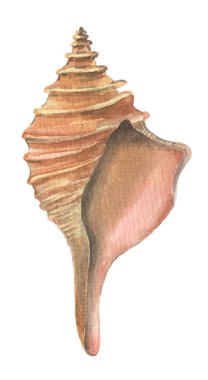 Suluboya kabuk ögesi