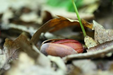 Meşe palamudu fide bahar ormandaki. 