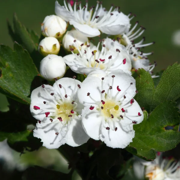 Hawthorn bush — Stock Photo, Image