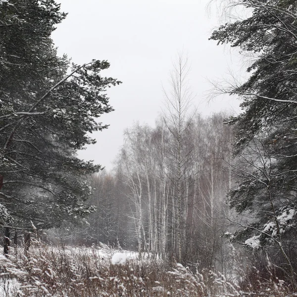 Winter trees — Stock Photo, Image