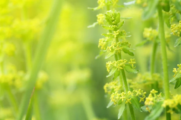 Spring flowers — Stock Photo, Image