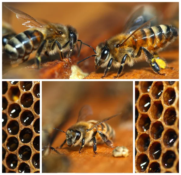 Beekeeping collage — Stock Photo, Image