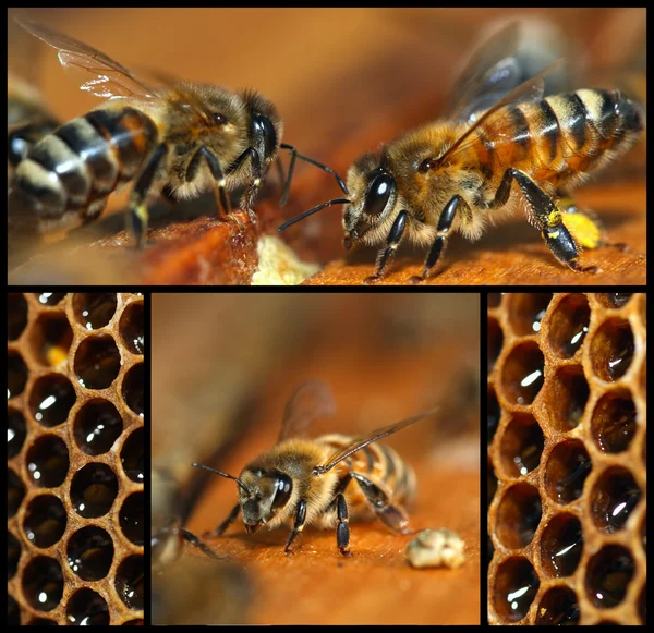 Beekeeping collage — Stock Photo, Image