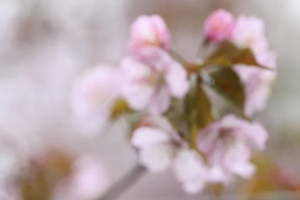 樱花-抽象背景 — 图库照片