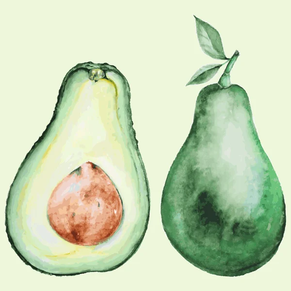 Aquarell-Avocado — Stockvektor