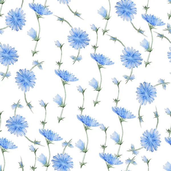 Цикорій квіти візерунком — стокове фото