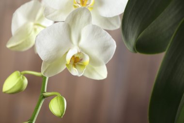 Beyaz Orkide