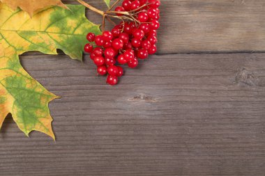 Kırmızı viburnum üzümü