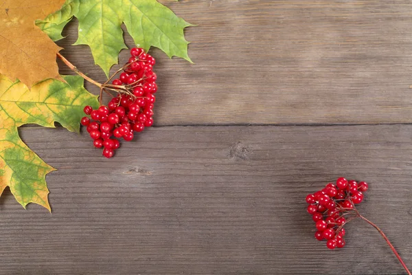 Red viburnum berries — Stock Photo, Image