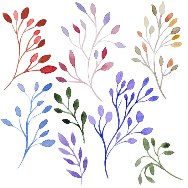 Branche aquarelle feuilles de forgeron — Photo