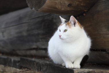 eski ahşap tahta üzerinde yalan kedi