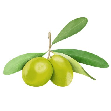Yapraklı zeytinler dijital çizim