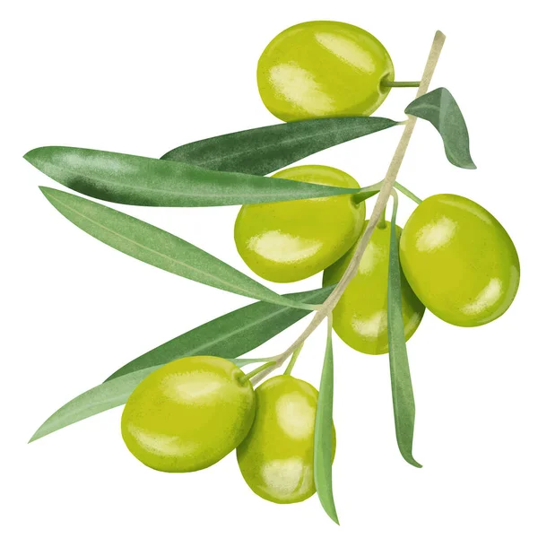 Olives avec feuilles dessin numérique — Photo