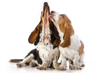 Basset hound