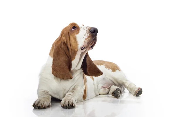 Basset Hound — Stockfoto