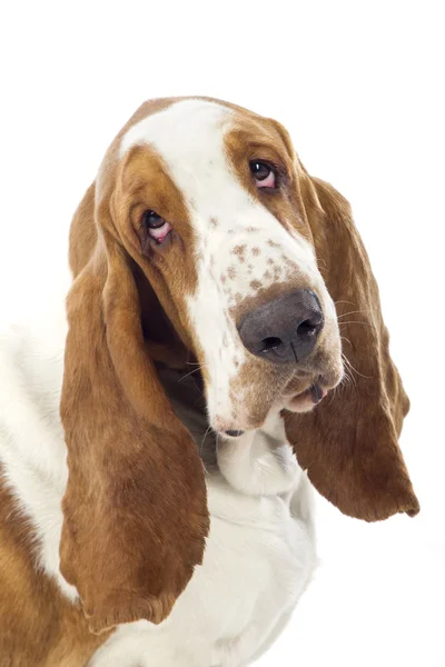 Basset hound — Stockfoto